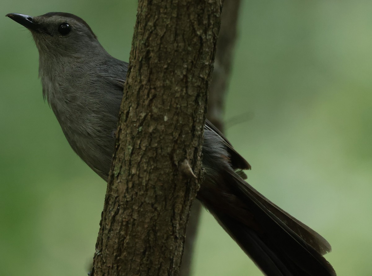 Gray Catbird - ML622051749