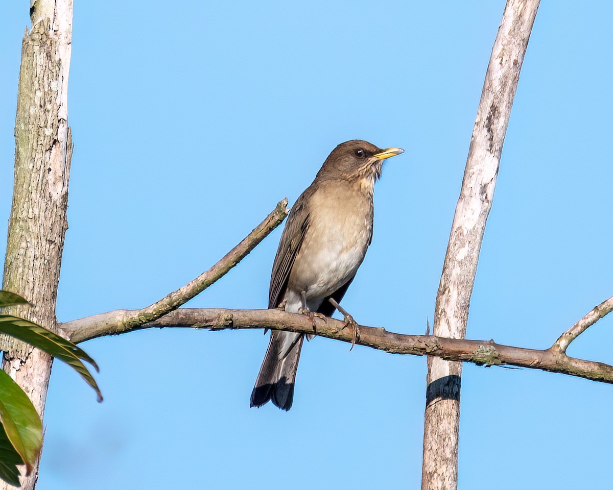 Creamy-bellied Thrush - ML622051751