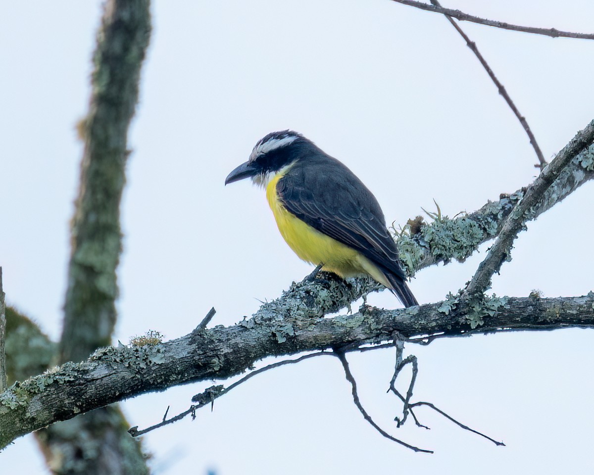 Boat-billed Flycatcher - ML622051761