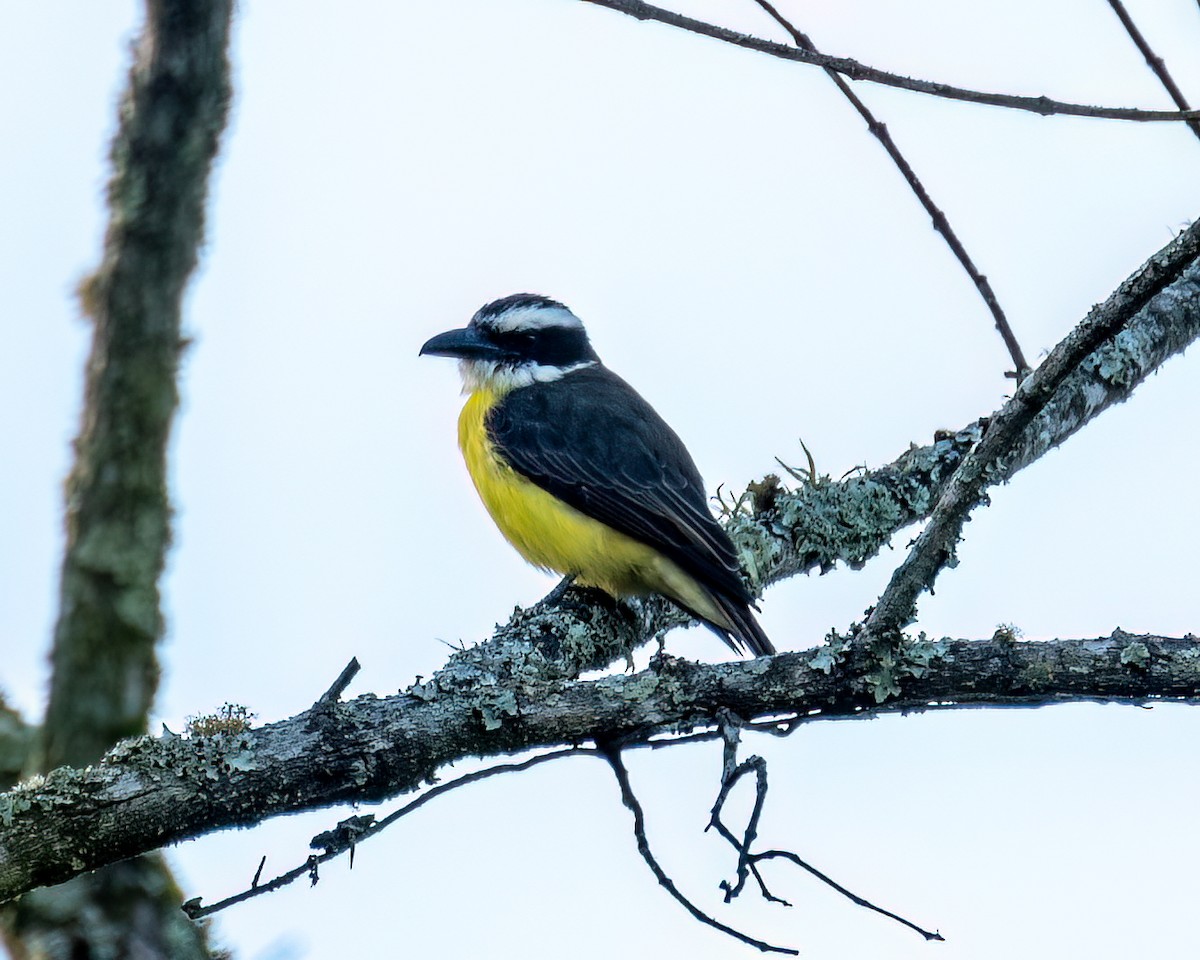 Boat-billed Flycatcher - ML622051762