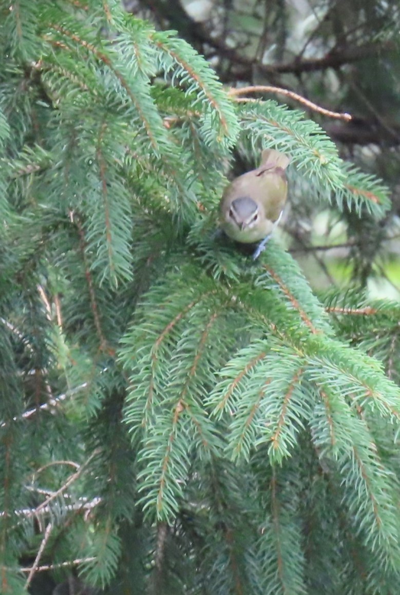 Red-eyed Vireo - ML622051763