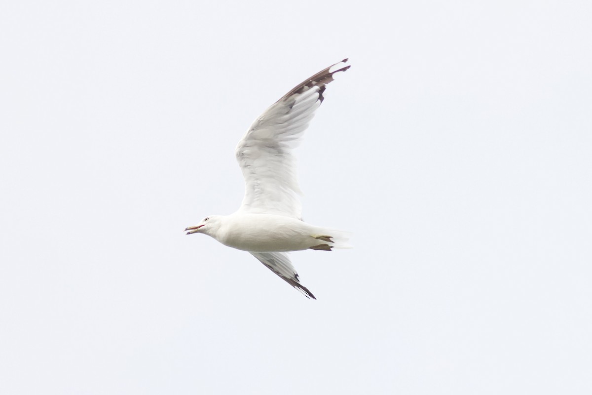 Ring-billed Gull - ML622051765