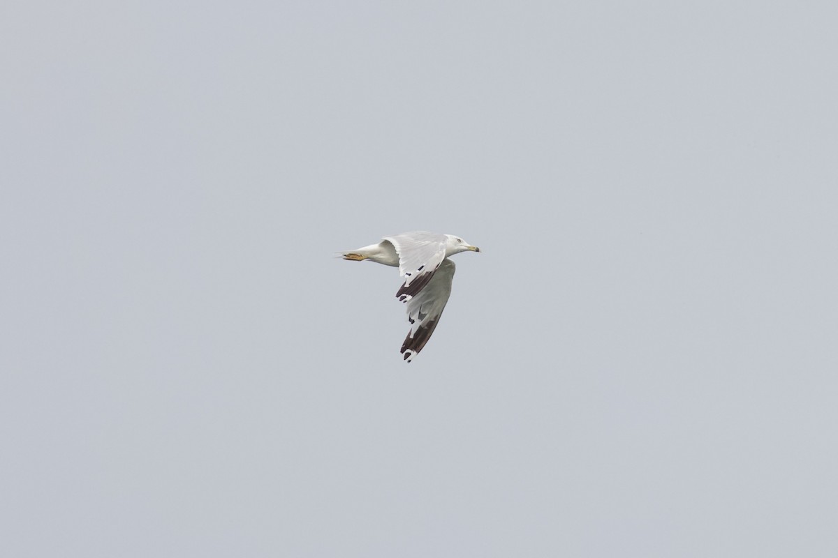 Ring-billed Gull - ML622051766