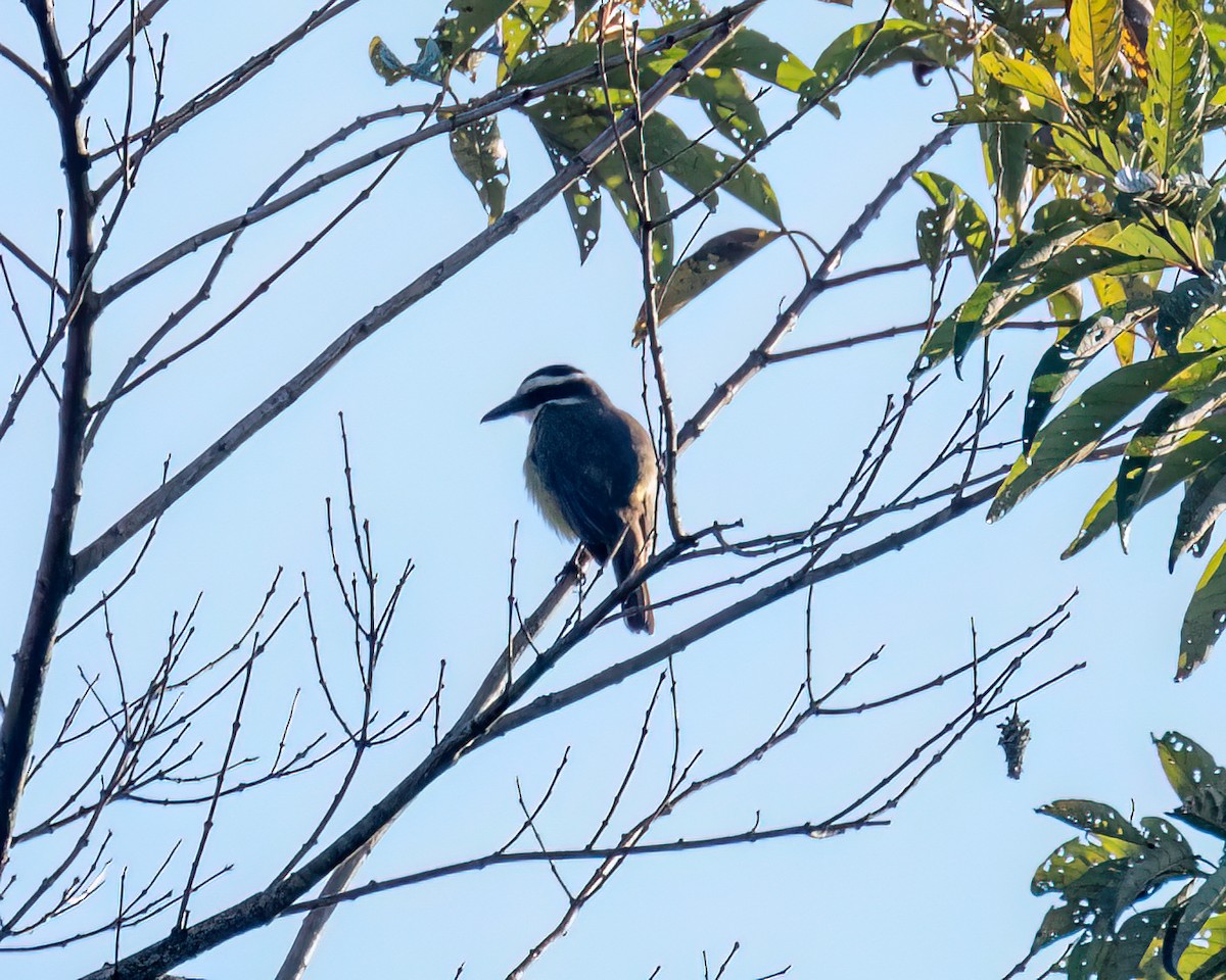 Great Kiskadee - ML622051767