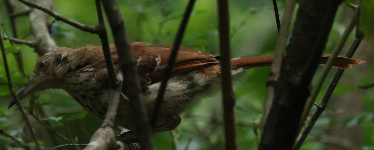 Brown Thrasher - ML622051768