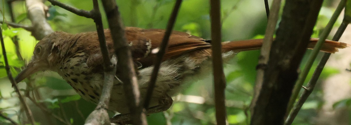 Brown Thrasher - Duane Yarbrough