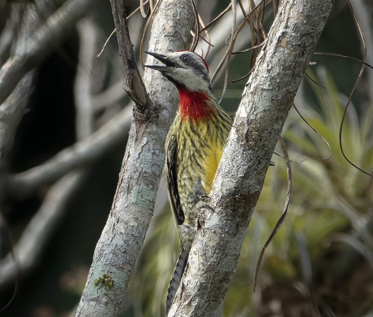 Cuban Green Woodpecker - ML622051771