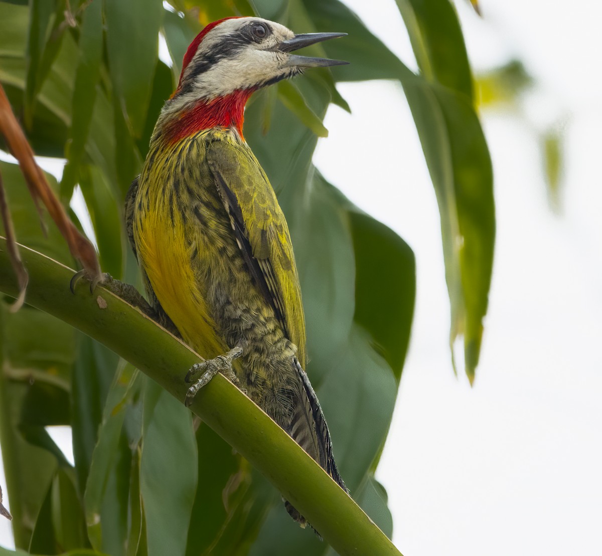 Cuban Green Woodpecker - ML622051772