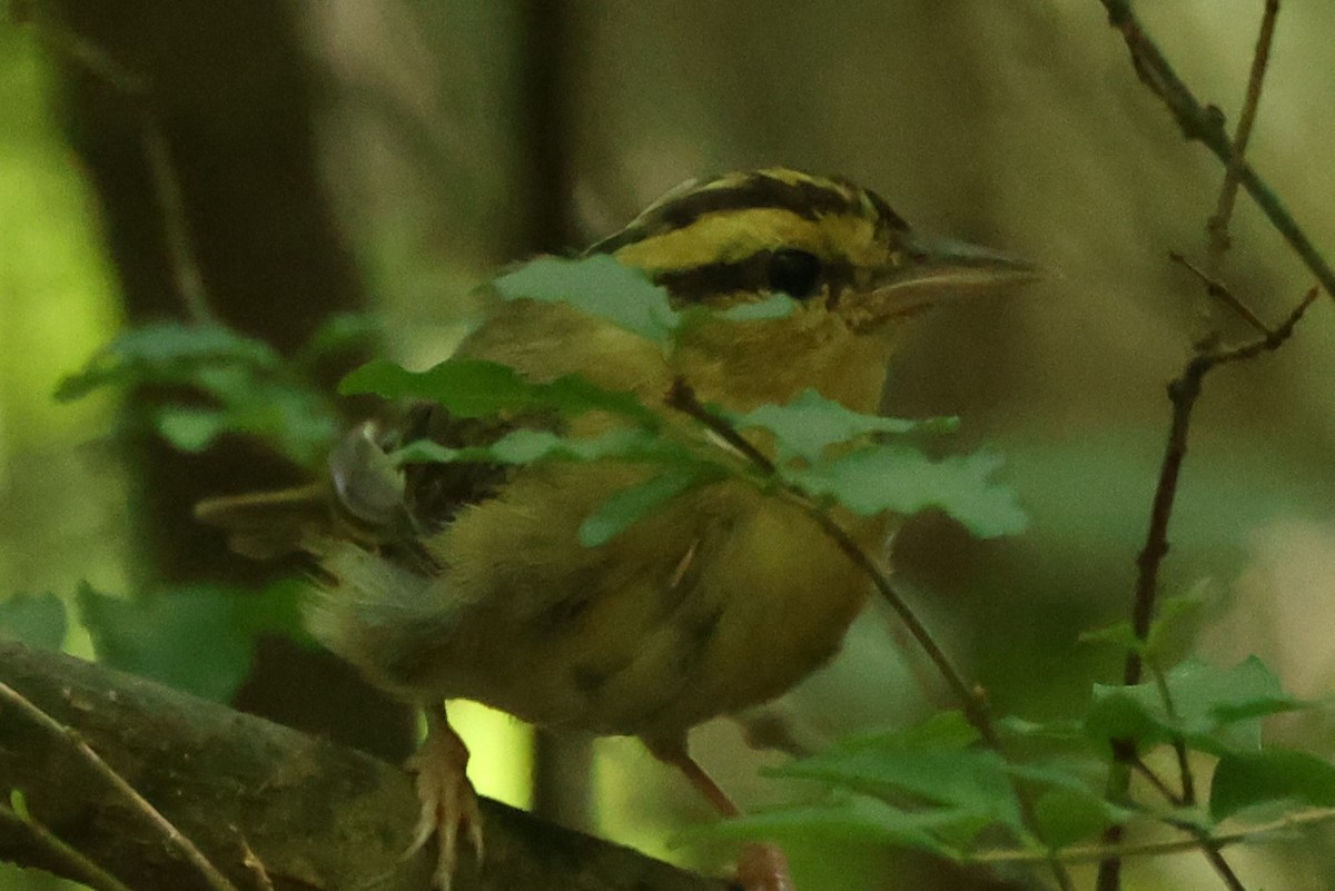 Worm-eating Warbler - ML622051805