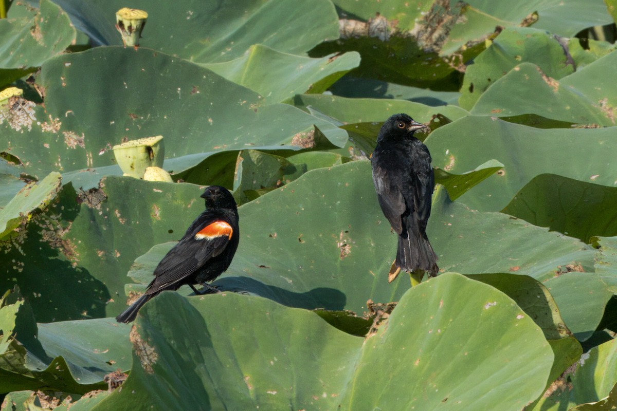 Red-winged Blackbird - ML622051809