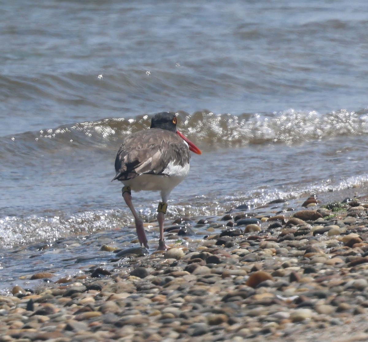 American Oystercatcher - ML622051811