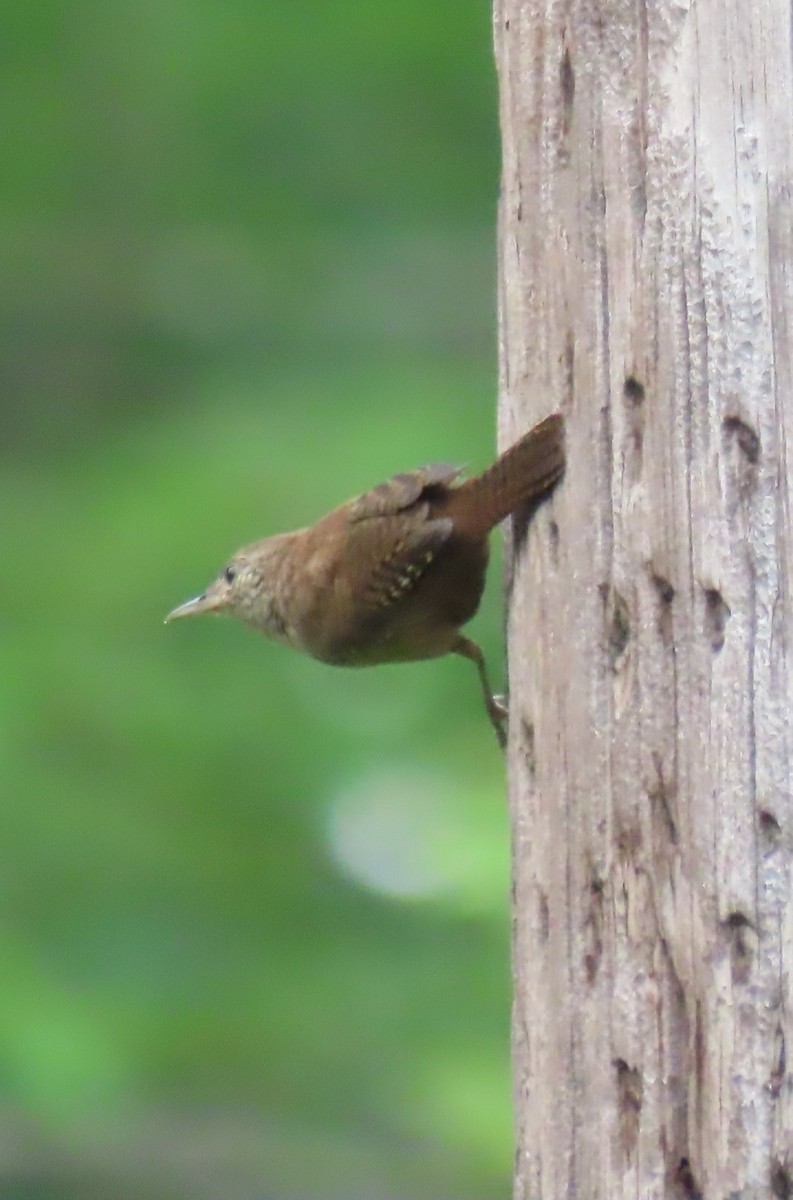 House Wren - ML622051812