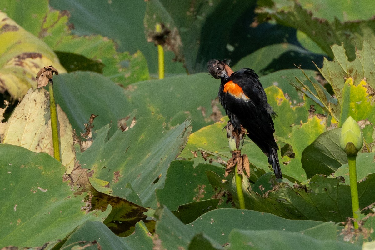 Red-winged Blackbird - ML622051813