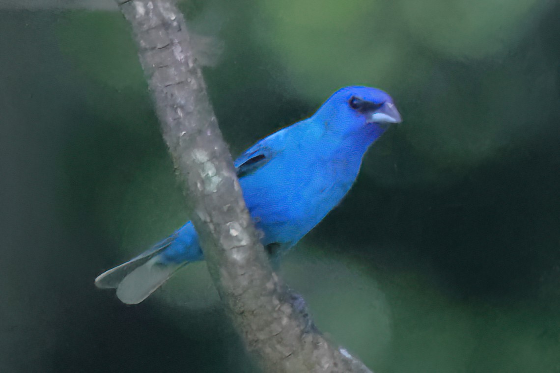 Indigo Bunting - ML622051814