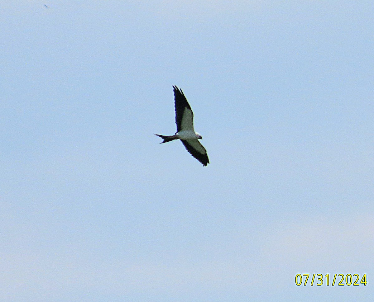 Swallow-tailed Kite - ML622051815