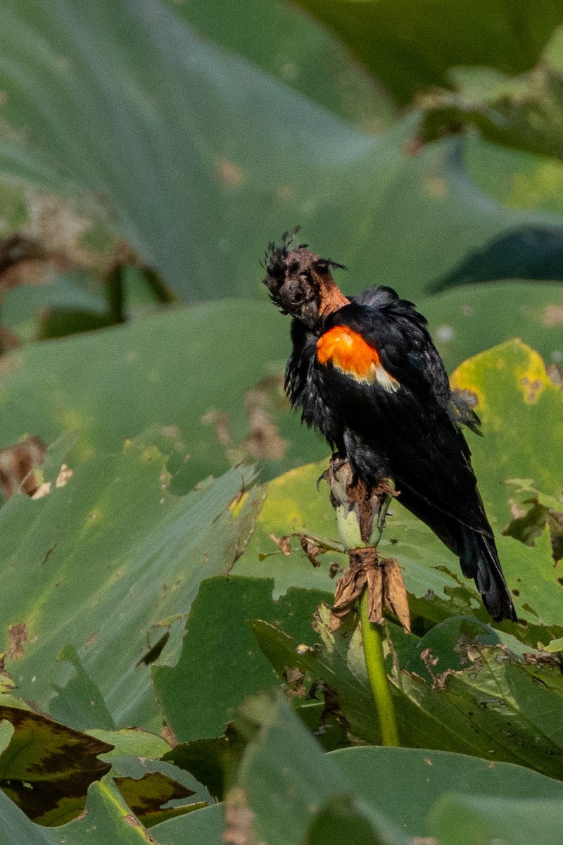 Red-winged Blackbird - ML622051816