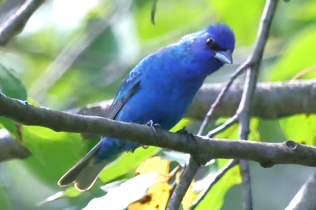 Indigo Bunting - ML622051817