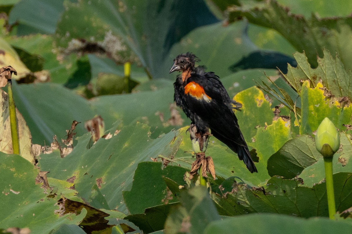 Red-winged Blackbird - ML622051818