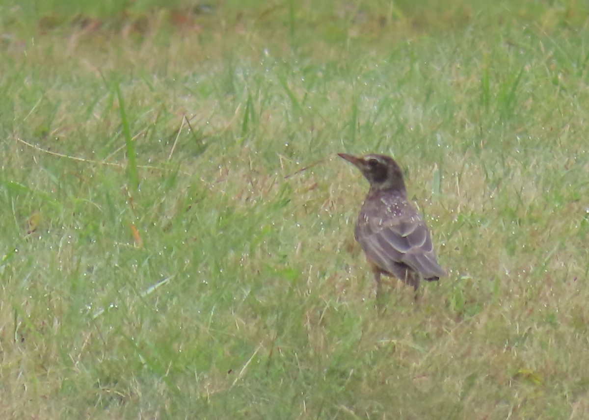 American Robin - ML622051819