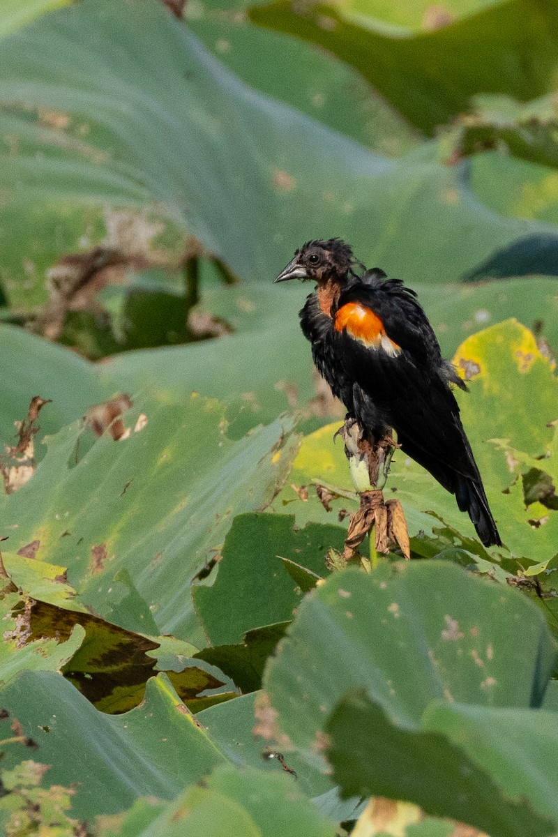 Red-winged Blackbird - ML622051820