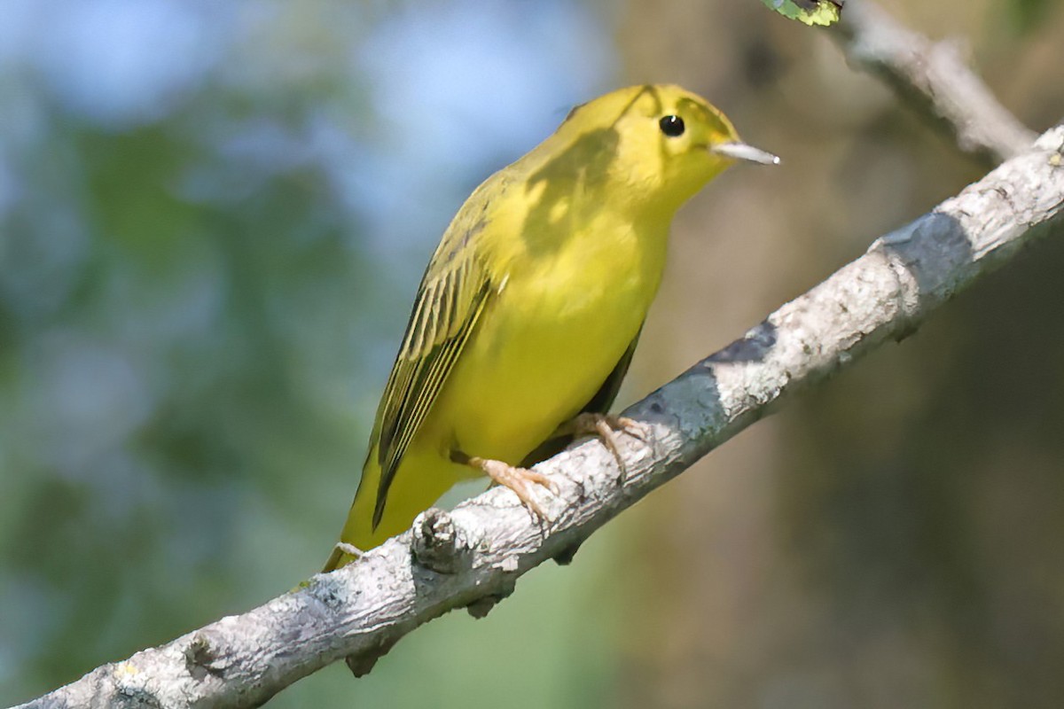 Yellow Warbler - ML622051821