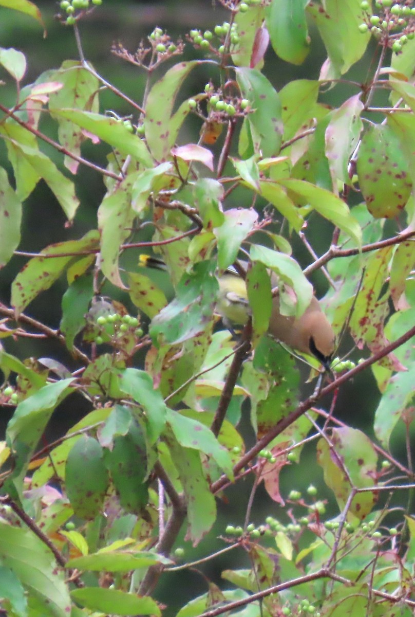 Cedar Waxwing - ML622051822