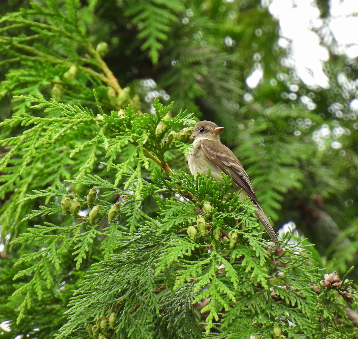 Willow Flycatcher - ML622051823