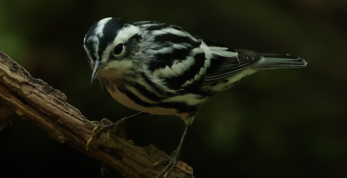 Black-and-white Warbler - Duane Yarbrough