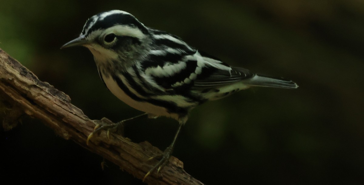Black-and-white Warbler - ML622051825