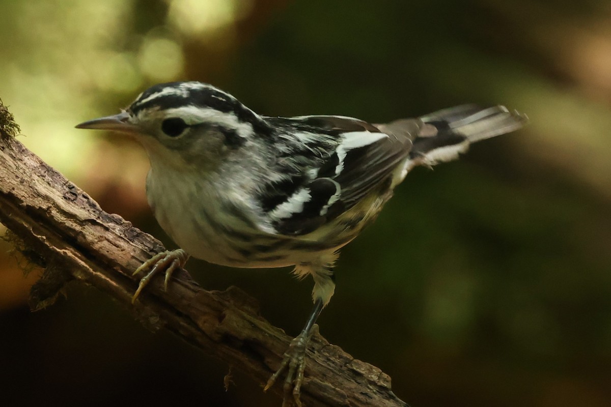 Black-and-white Warbler - ML622051826