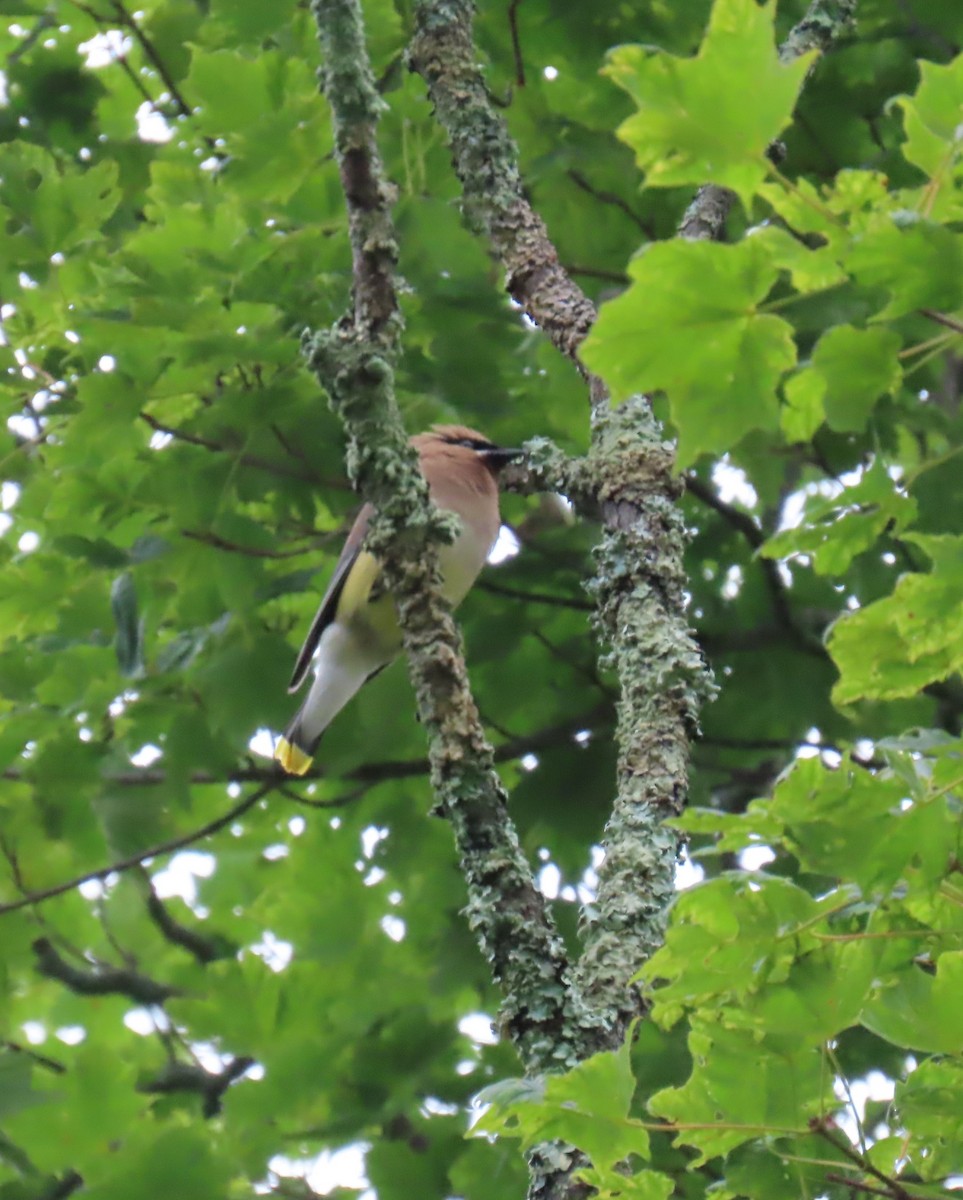 Cedar Waxwing - ML622051828