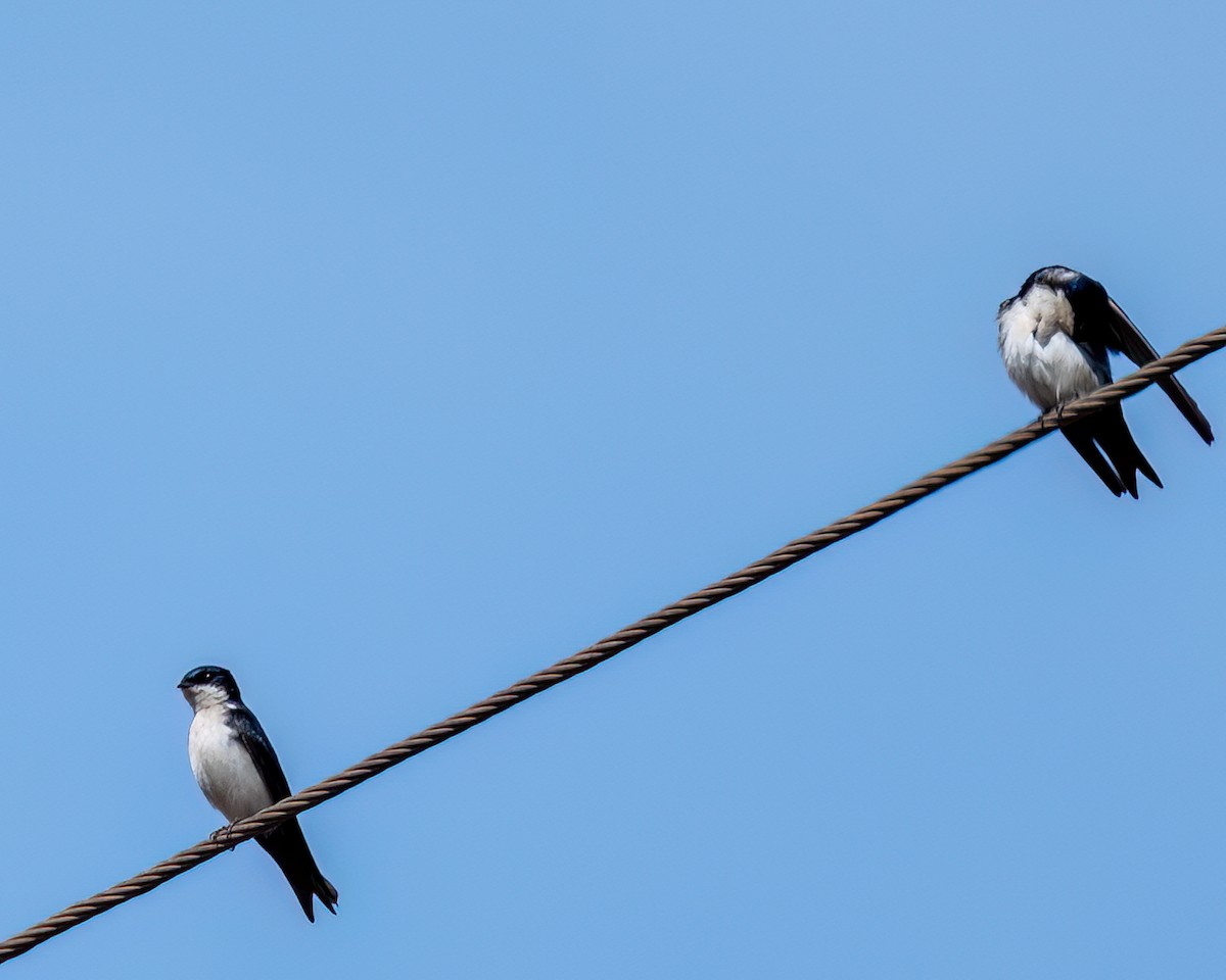 Blue-and-white Swallow - Victor Pássaro