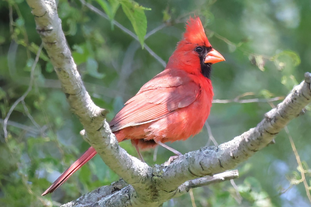 Northern Cardinal - ML622051830