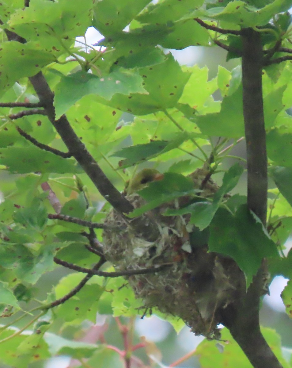 American Goldfinch - Maryangela Buskey