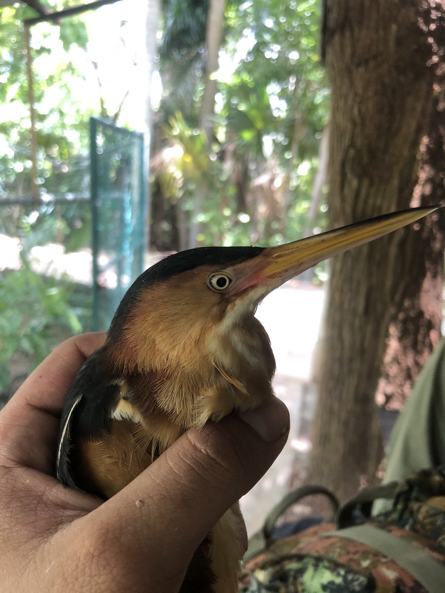 Least Bittern - ML622051833