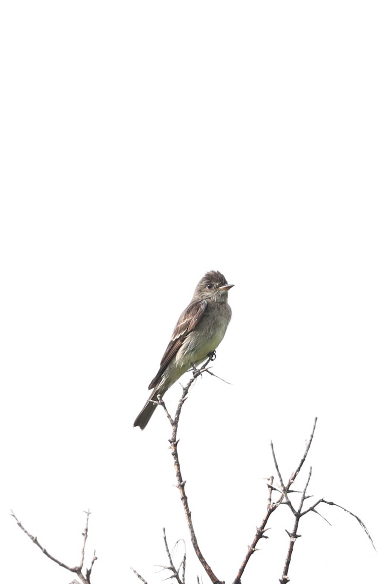 Western Wood-Pewee - ML622051836