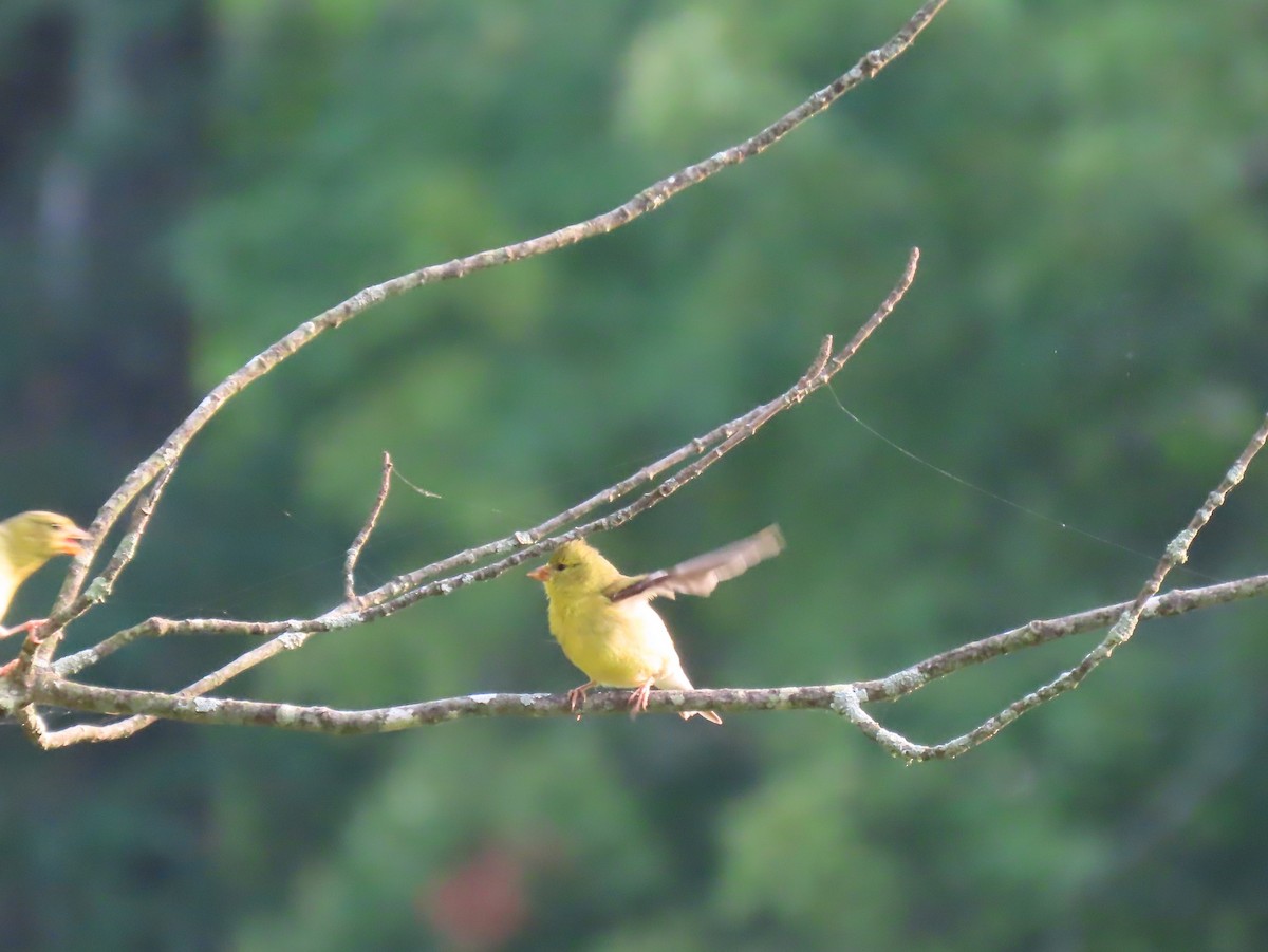 American Goldfinch - ML622051837