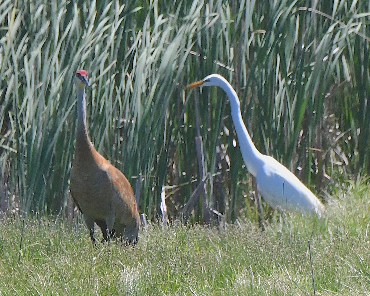 Great Egret - Ted Wolff