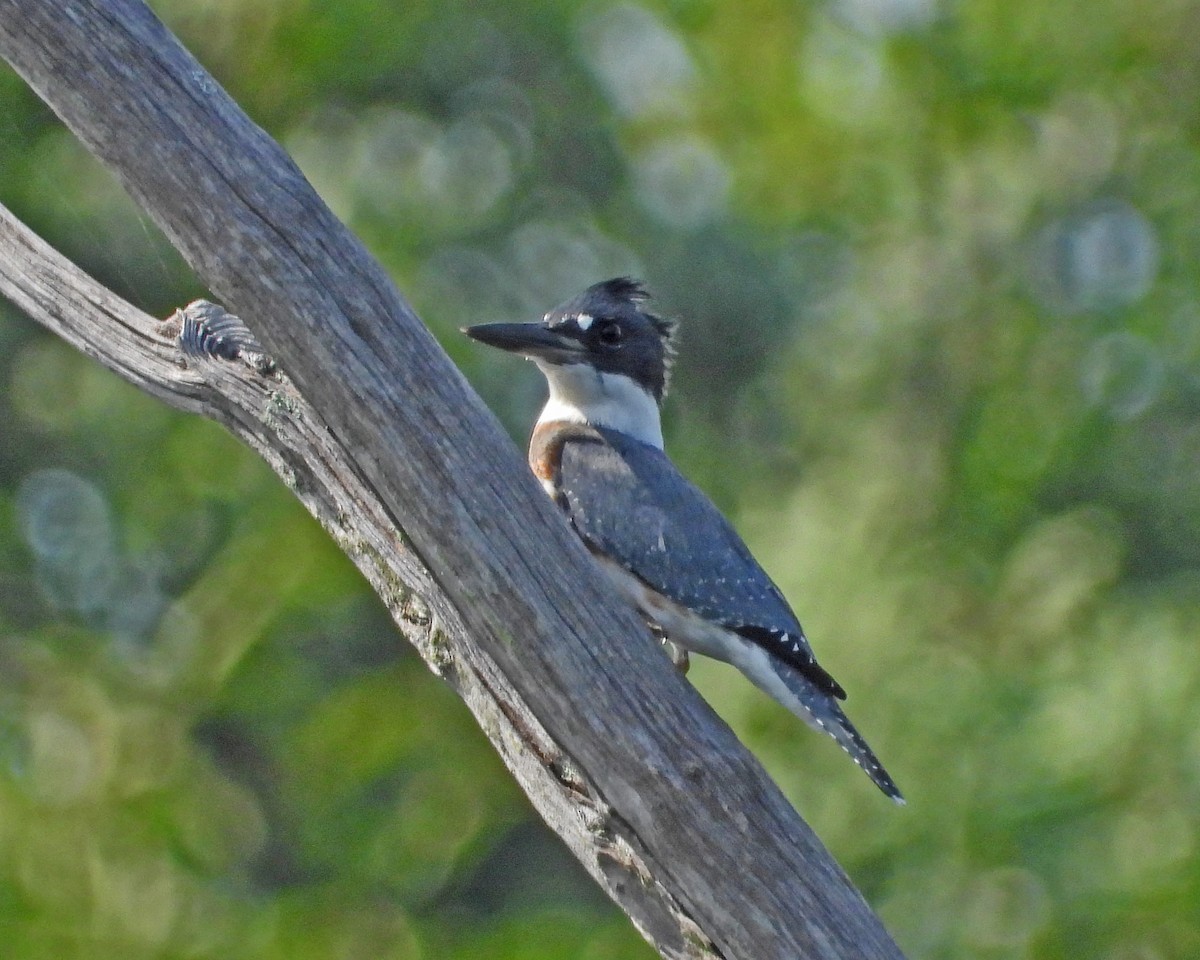 Belted Kingfisher - ML622051852