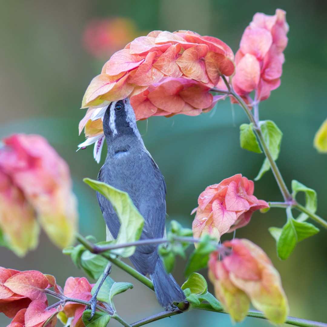 Zuckervogel - ML622051878