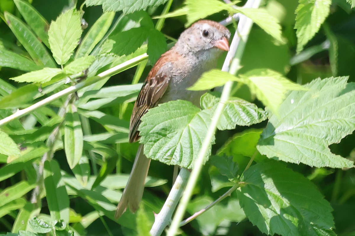 Field Sparrow - ML622051887