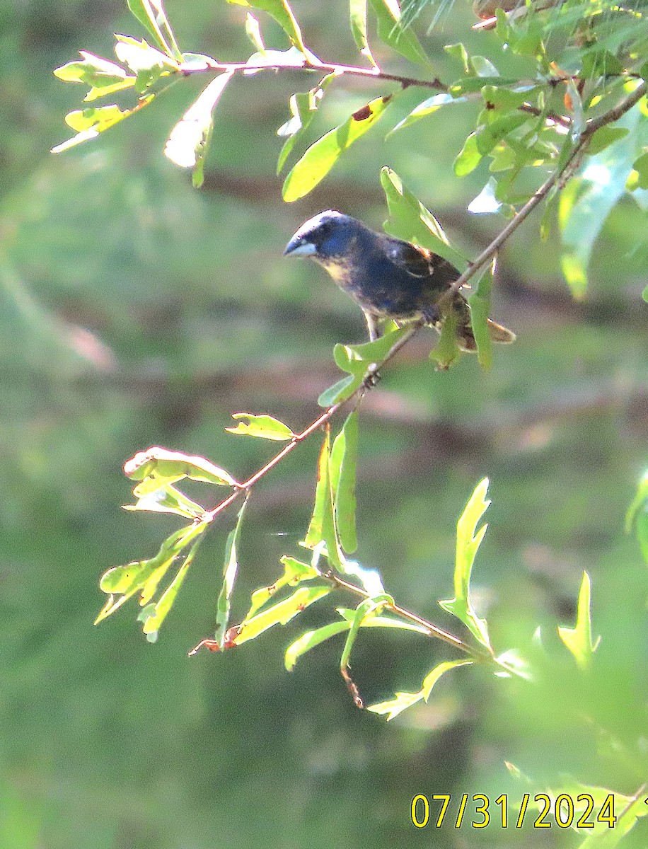 Blue Grosbeak - Kathy Hart