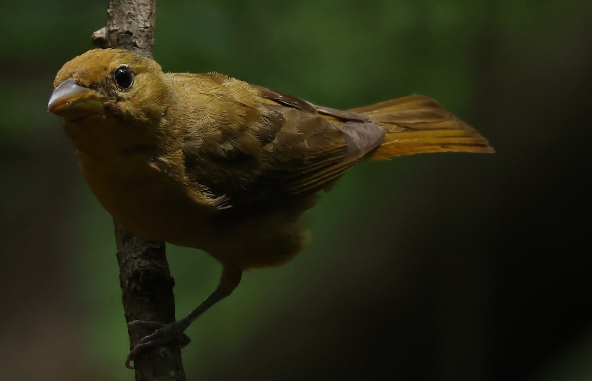 Summer Tanager - ML622051889