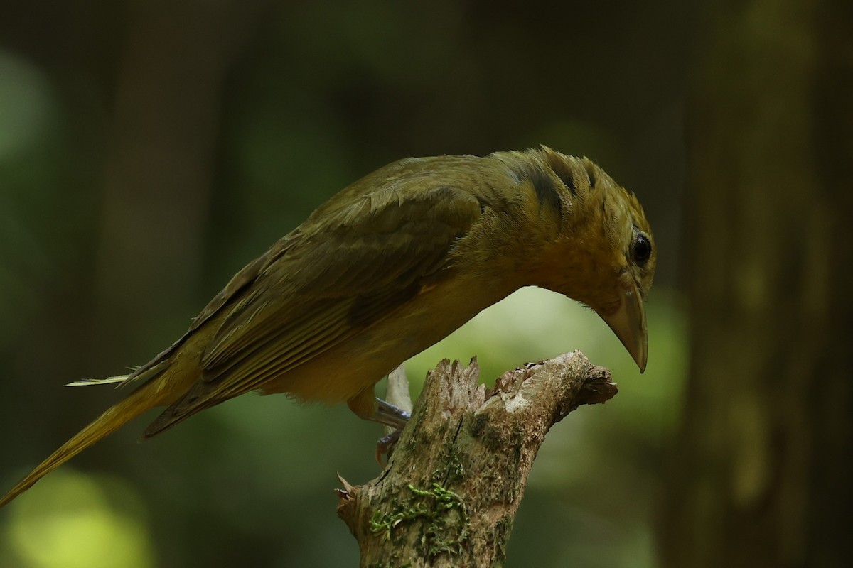 Summer Tanager - ML622051890