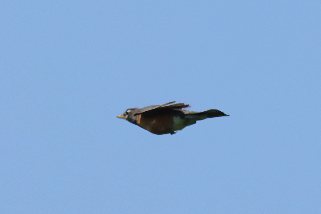 American Robin - David Wilson