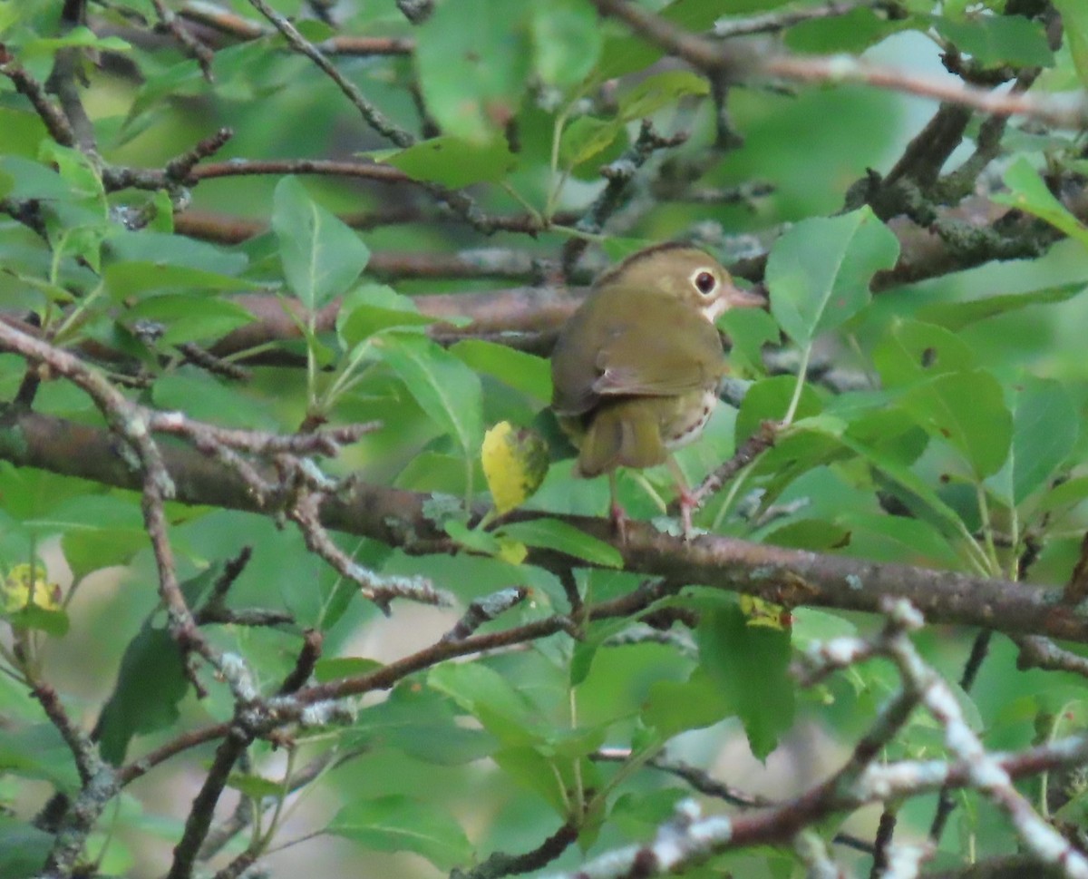 Ovenbird - ML622051893