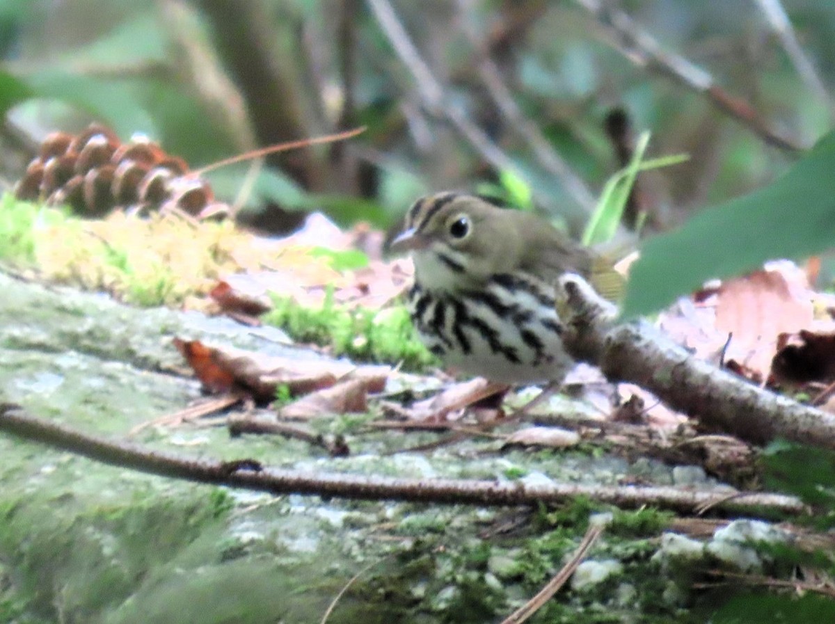 Ovenbird - ML622051894