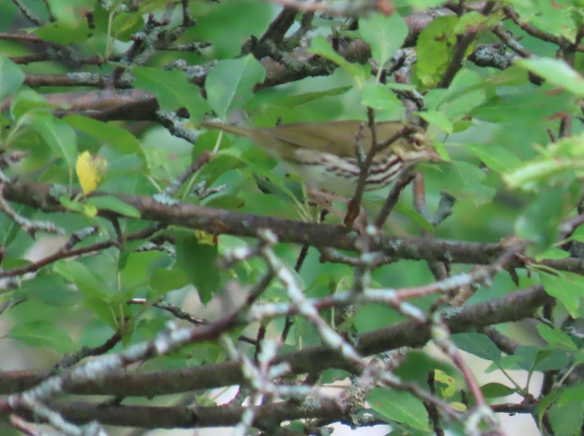 Ovenbird - ML622051895