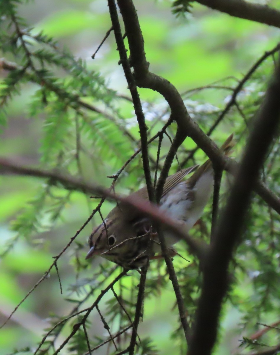 Ovenbird - Maryangela Buskey