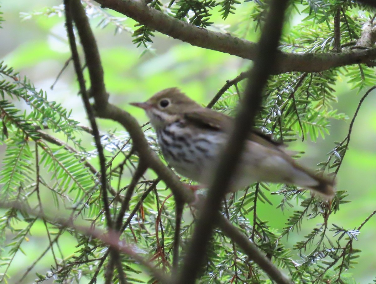 Ovenbird - Maryangela Buskey